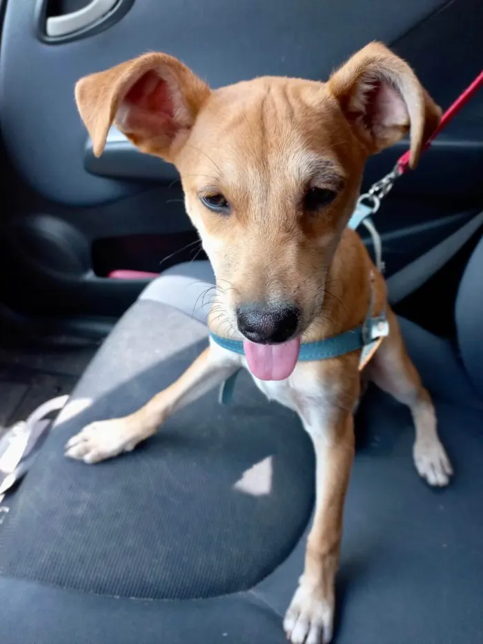 Cachorro ra a Srd idade 2 a 6 meses nome Pingo bb5meses 