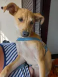 Pingo bb5meses