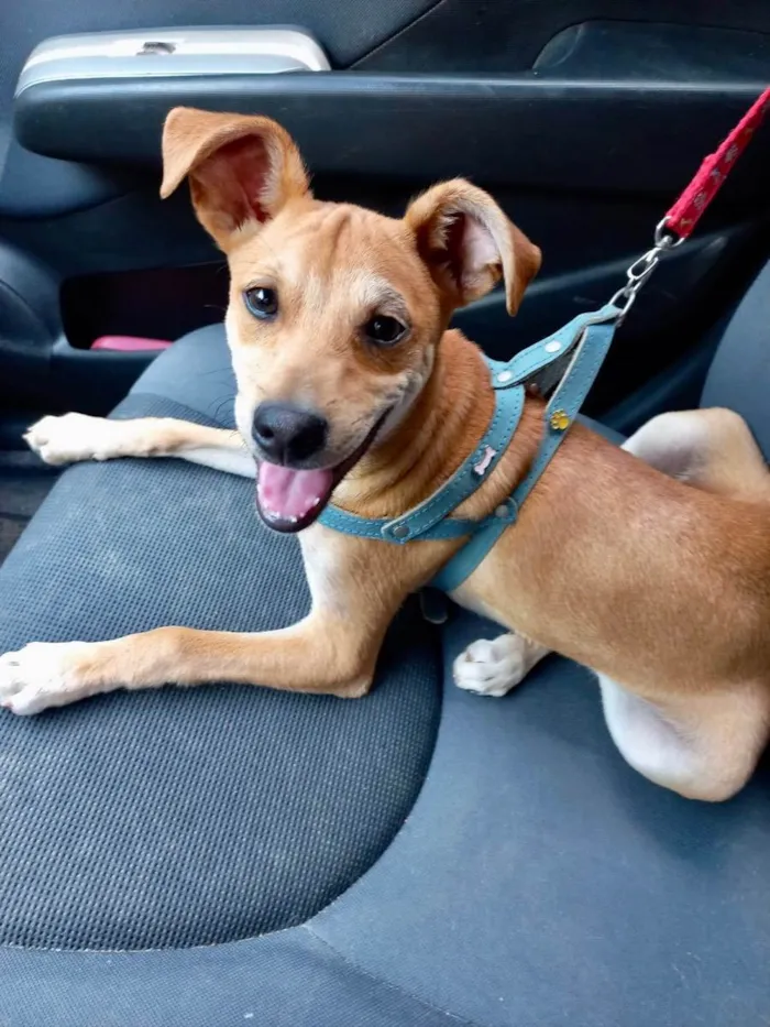 Cachorro ra a Srd idade 2 a 6 meses nome Pingo bb5meses 