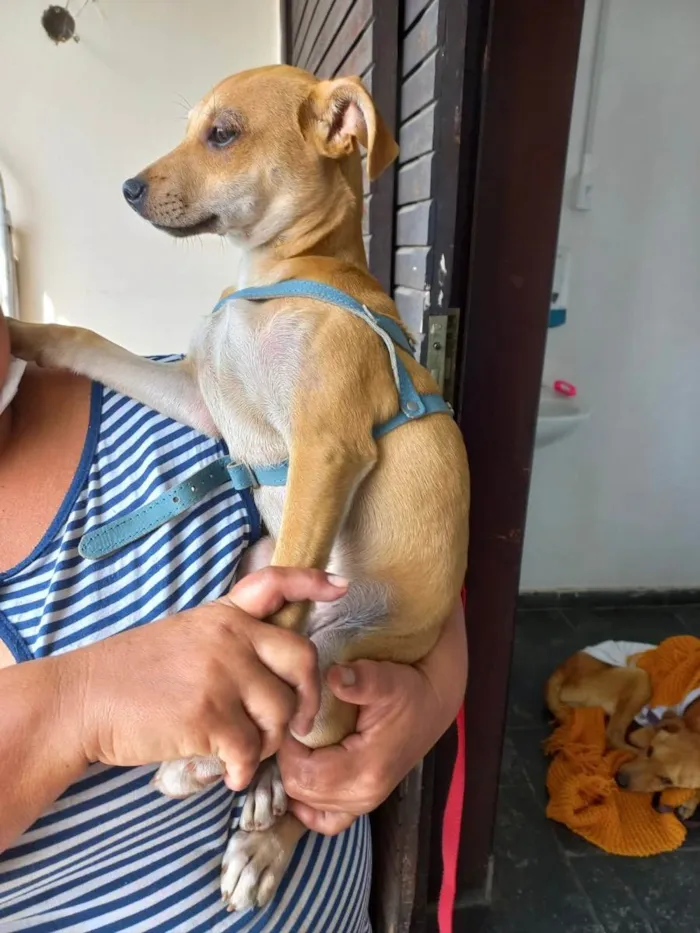 Cachorro ra a Srd idade 2 a 6 meses nome Pingo bb5meses 