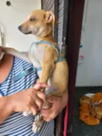 Pingo bb5meses