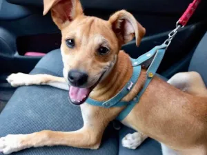 Cachorro raça Srd idade 2 a 6 meses nome Pingo bb5meses 