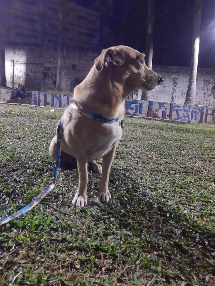 Cachorro ra a S.r.d idade 6 ou mais anos nome Espoleta 