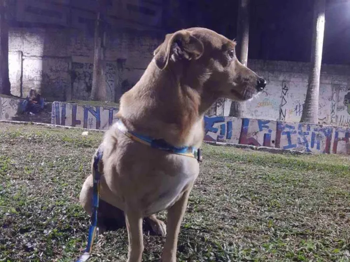 Cachorro ra a S.r.d idade 6 ou mais anos nome Espoleta 