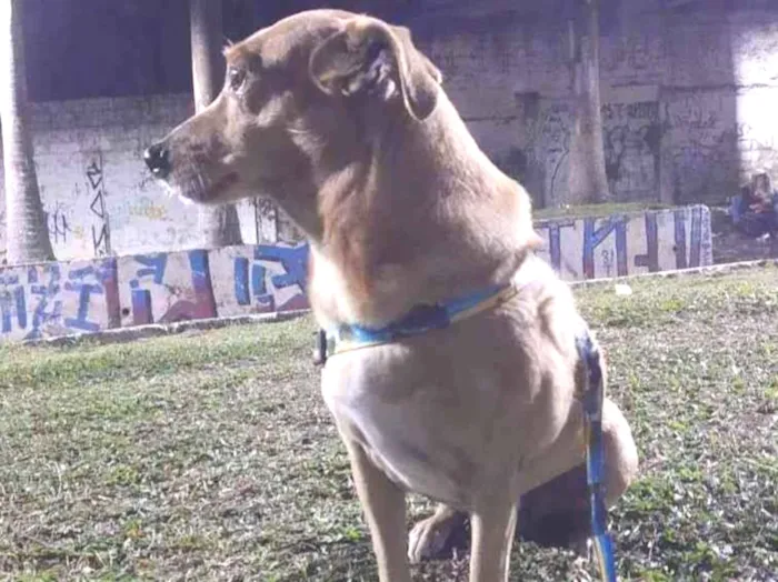 Cachorro ra a S.r.d idade 6 ou mais anos nome Espoleta 