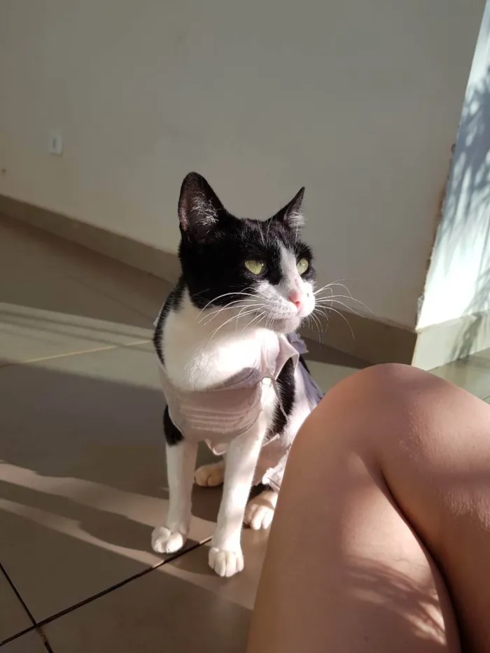 Gato ra a Sem raça idade 7 a 11 meses nome Sem nome