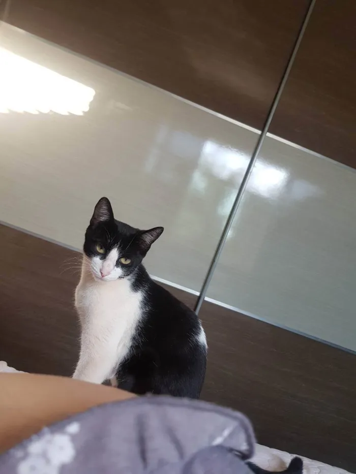 Gato ra a Sem raça idade 7 a 11 meses nome Sem nome