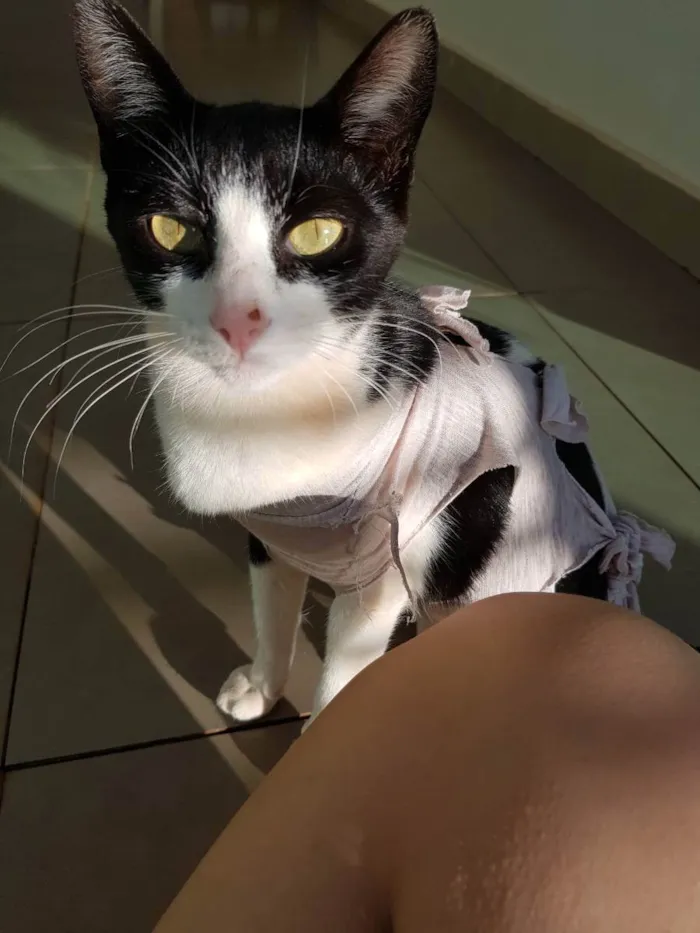 Gato ra a Sem raça idade 7 a 11 meses nome Sem nome