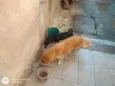 lumena