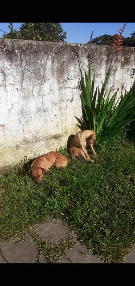 Cachorro ra a SRD (sem raça definida)  idade 2 anos nome Paçoca e Nutella