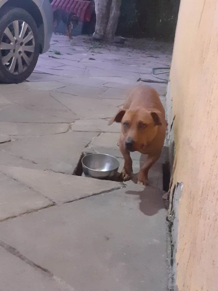 Cachorro ra a SRD (sem raça definida)  idade 2 anos nome Paçoca e Nutella