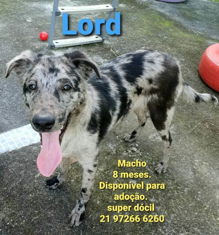 Cachorro ra a SRD idade 7 a 11 meses nome Lord