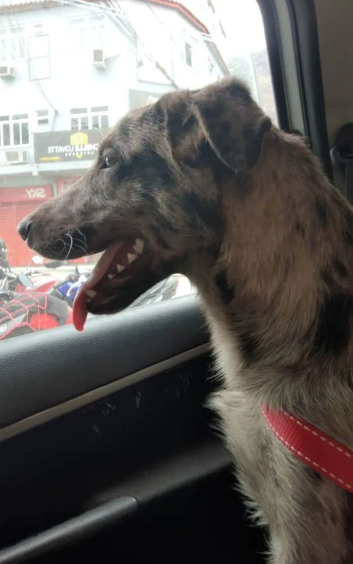 Cachorro ra a SRD idade 7 a 11 meses nome Lord