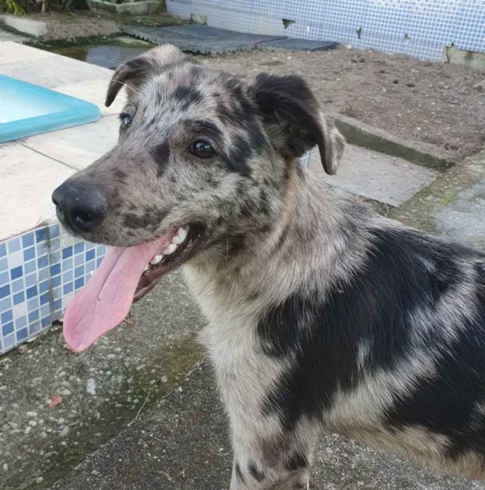 Cachorro ra a SRD idade 7 a 11 meses nome Lord