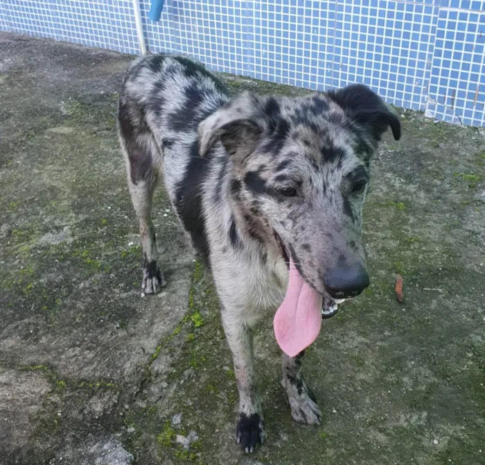 Cachorro ra a SRD idade 7 a 11 meses nome Lord