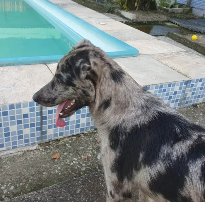 Cachorro ra a SRD idade 7 a 11 meses nome Lord