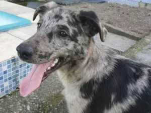 Cachorro raça SRD idade 7 a 11 meses nome Lord