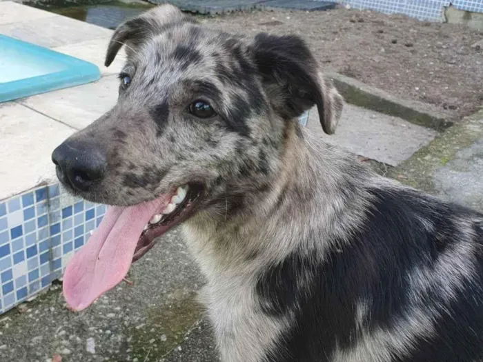 Cachorro ra a SRD idade 7 a 11 meses nome Lord