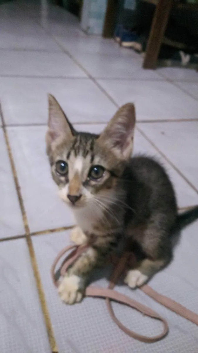 Gato ra a  idade Abaixo de 2 meses nome Neco