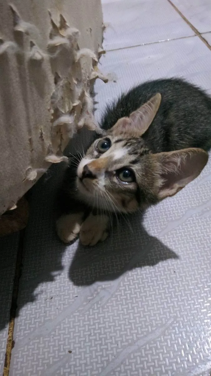 Gato ra a  idade Abaixo de 2 meses nome Neco