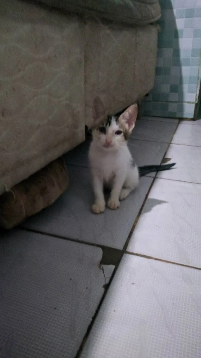 Gato ra a  idade Abaixo de 2 meses nome Minaj