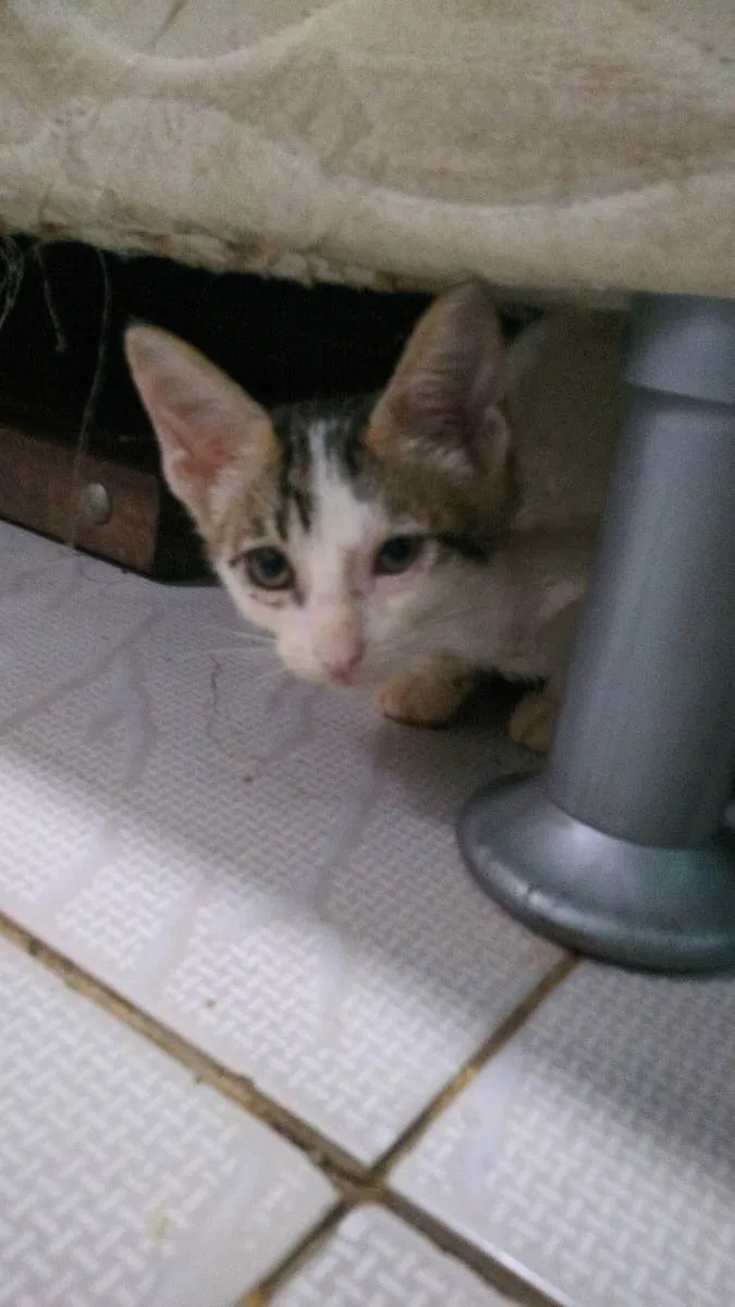 Gato ra a  idade Abaixo de 2 meses nome Minaj