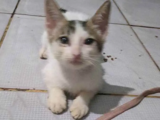 Gato ra a  idade Abaixo de 2 meses nome Minaj