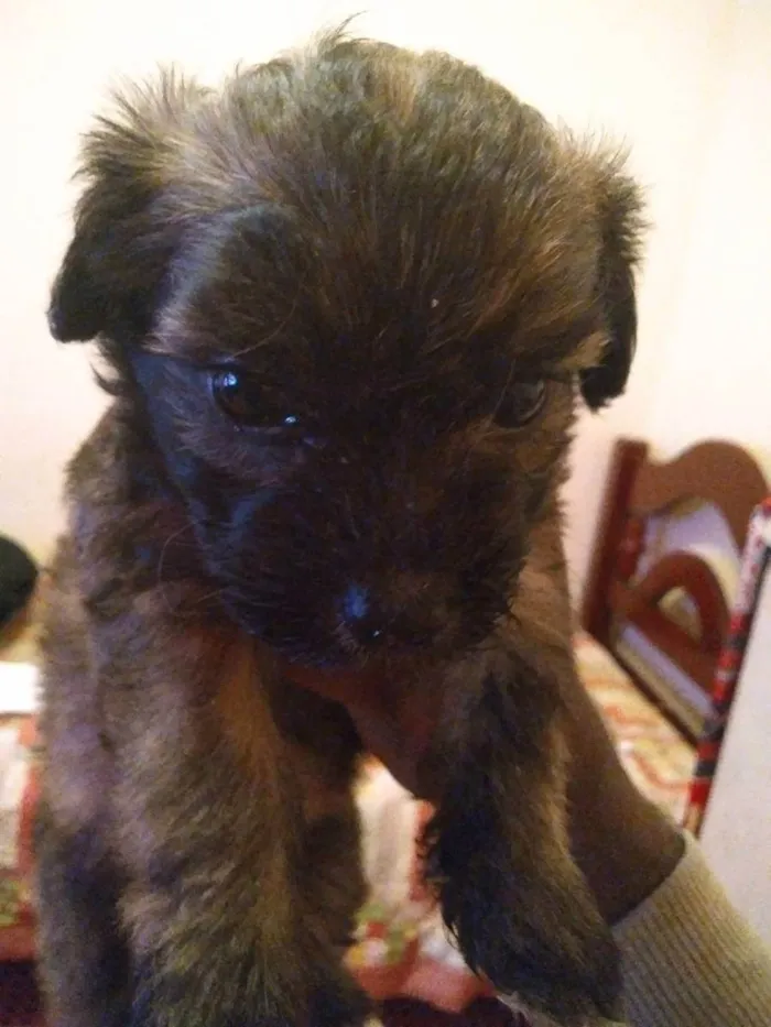Cachorro raça vira lata idade Abaixo de 2 meses nome nao tem