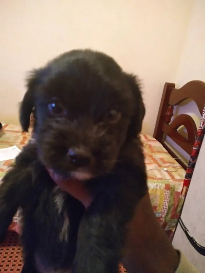 Cachorro raça vira lata idade Abaixo de 2 meses nome nao tem