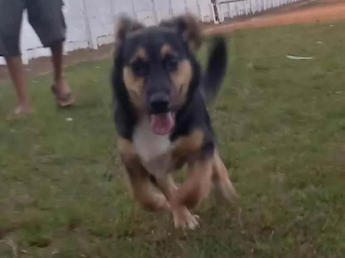 Cachorro ra a Vira-lata idade 2 a 6 meses nome Bruno