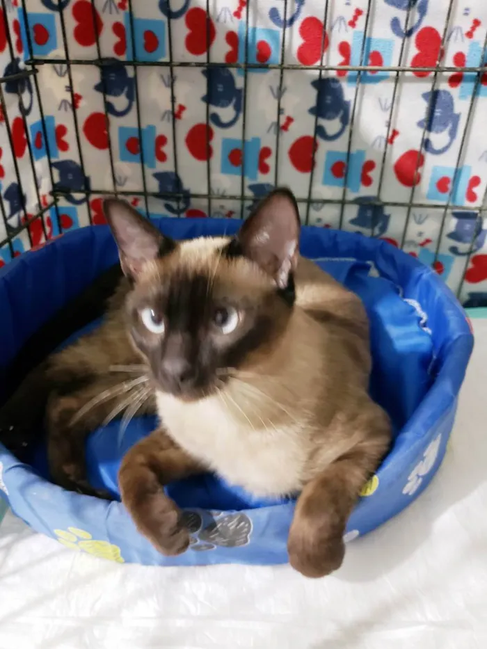 Gato ra a Srd idade 7 a 11 meses nome Ozzy