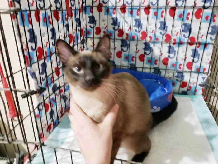 Gato ra a Srd idade 7 a 11 meses nome Ozzy
