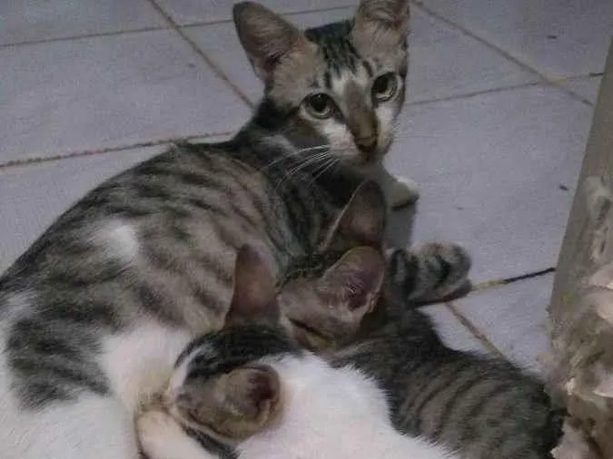 Gato ra a  idade Abaixo de 2 meses nome Neco