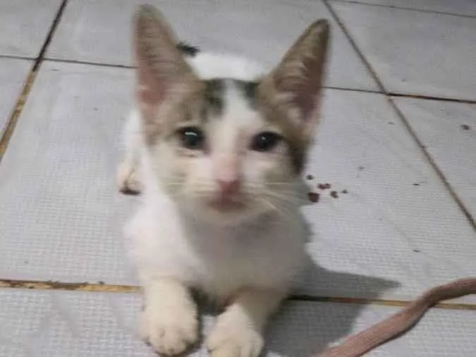 Gato ra a  idade Abaixo de 2 meses nome Minaj