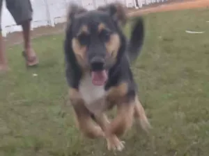 Cachorro raça Vira-lata idade 2 a 6 meses nome Bruno