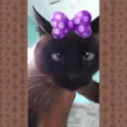 Catarina
