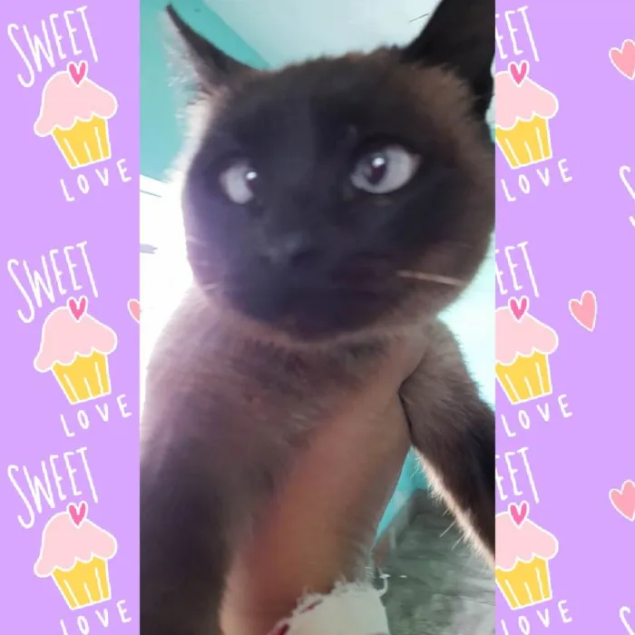 Gato ra a SRD idade 7 a 11 meses nome Catarina