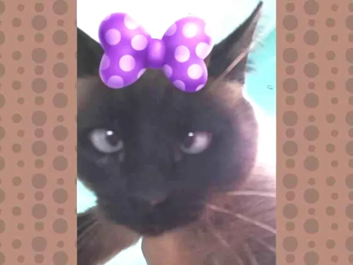 Gato ra a SRD idade 7 a 11 meses nome Catarina