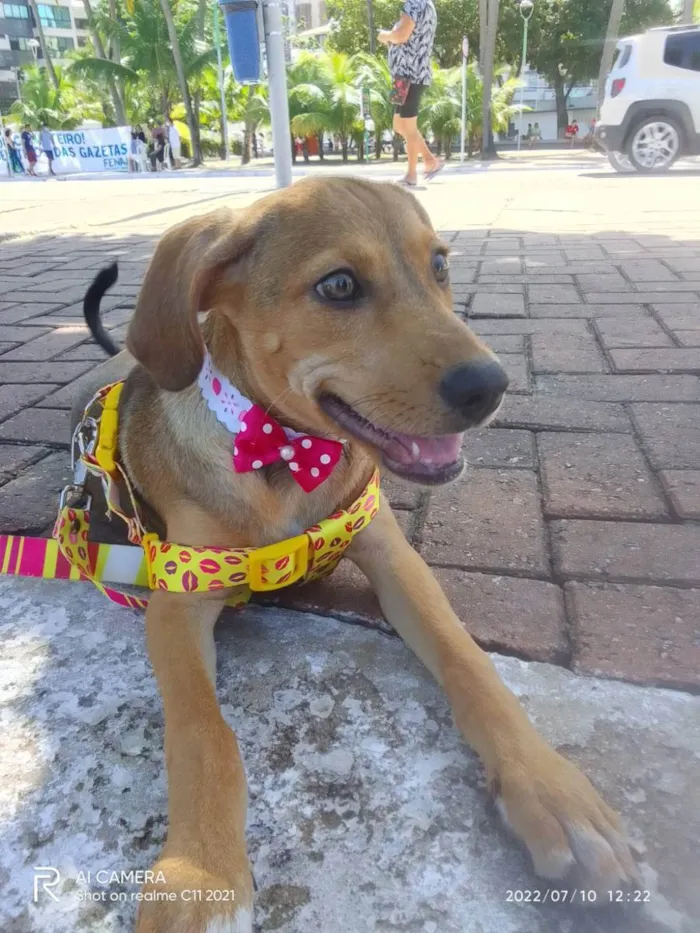 Cachorro ra a sem raça definida idade 7 a 11 meses nome Iza