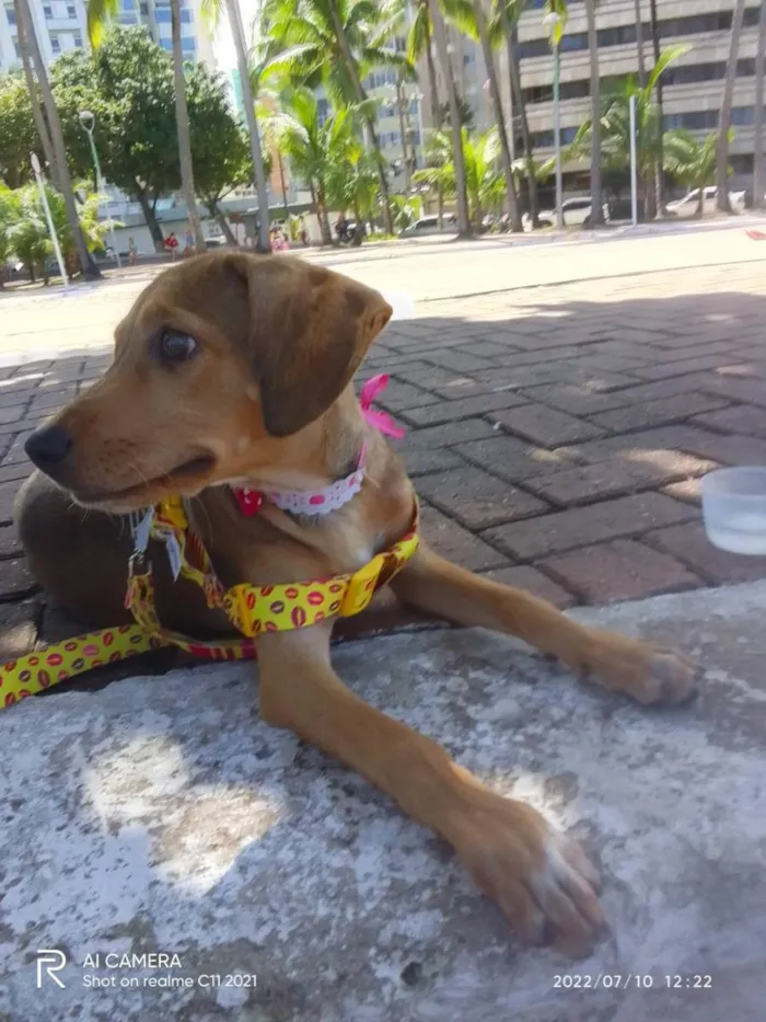 Cachorro ra a sem raça definida idade 7 a 11 meses nome Iza