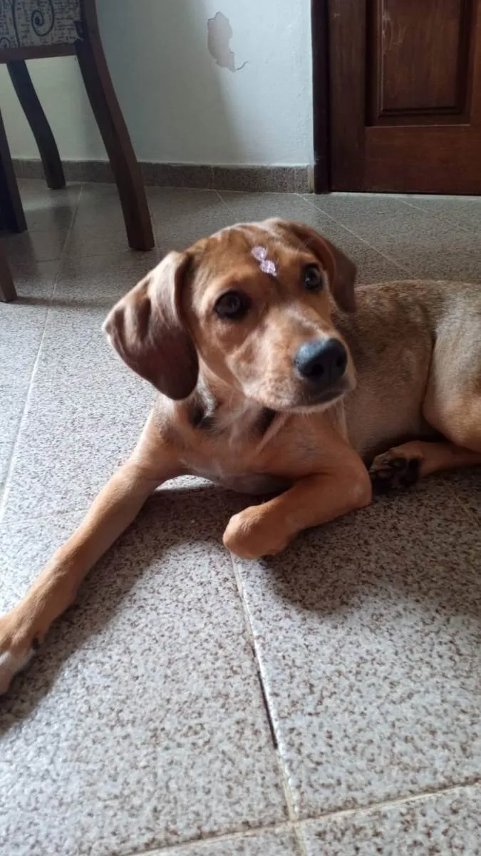 Cachorro ra a sem raça definida idade 7 a 11 meses nome Iza