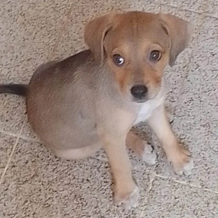 Cachorro ra a sem raça definida idade 7 a 11 meses nome Iza