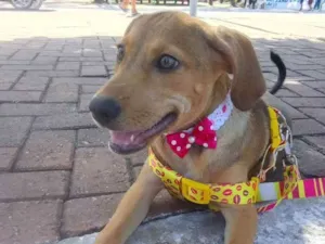 Cachorro raça sem raça definida idade 7 a 11 meses nome Iza