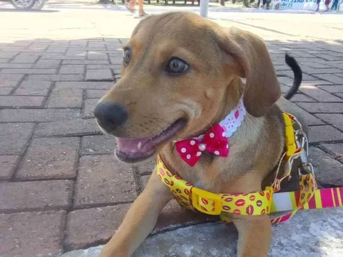 Cachorro ra a sem raça definida idade 7 a 11 meses nome Iza