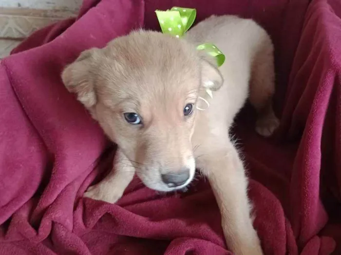 Cachorro ra a Indefinido  idade Abaixo de 2 meses nome Sem nome