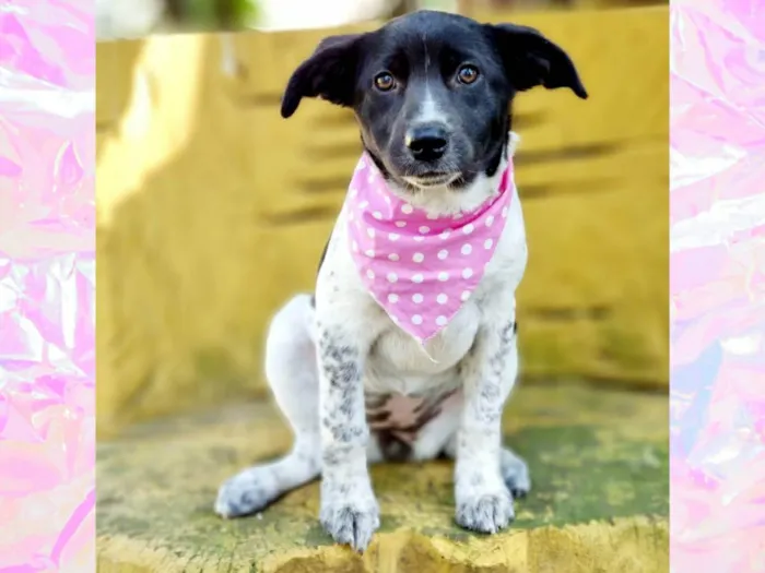 Cachorro ra a SRD idade 2 a 6 meses nome LANI