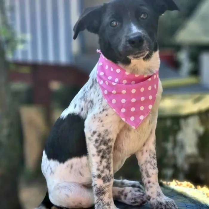 Cachorro ra a SRD idade 2 a 6 meses nome LANI