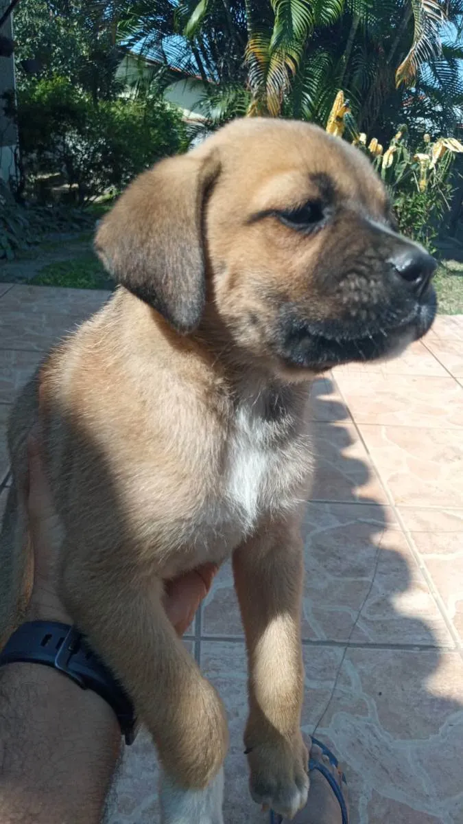 Cachorro ra a Srs- sem raça definida idade Abaixo de 2 meses nome Filhotes de 45 dias