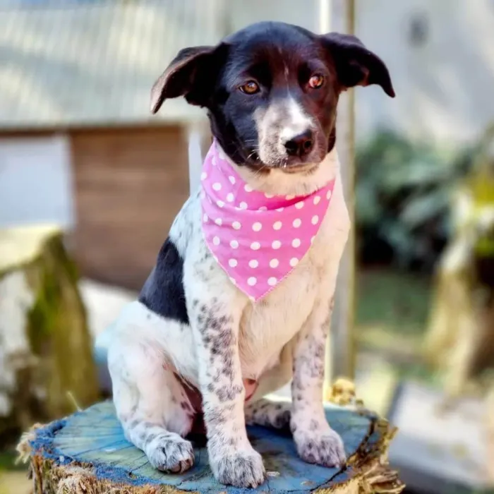 Cachorro ra a SRD idade 2 a 6 meses nome LANI