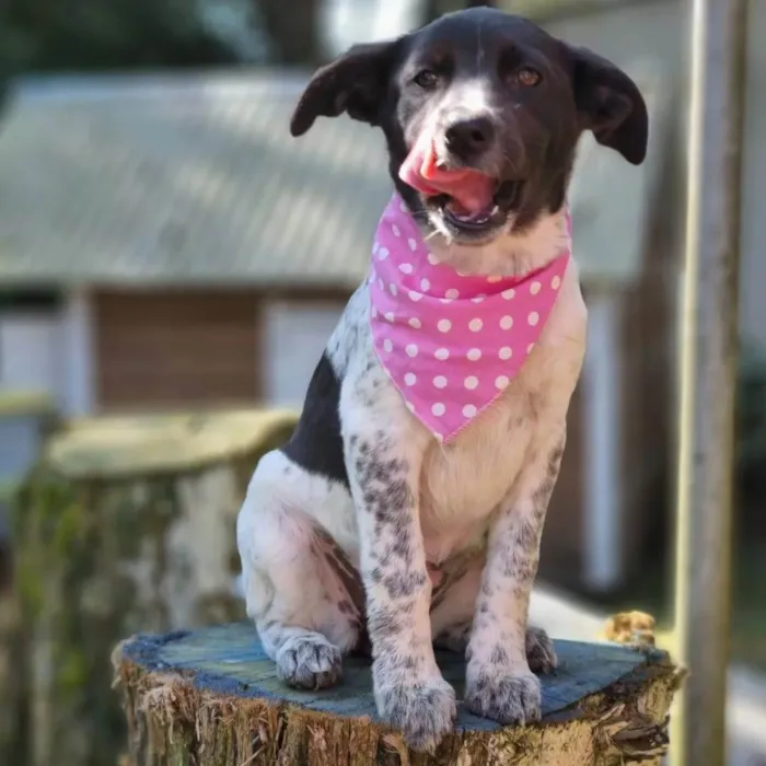 Cachorro ra a SRD idade 2 a 6 meses nome LANI